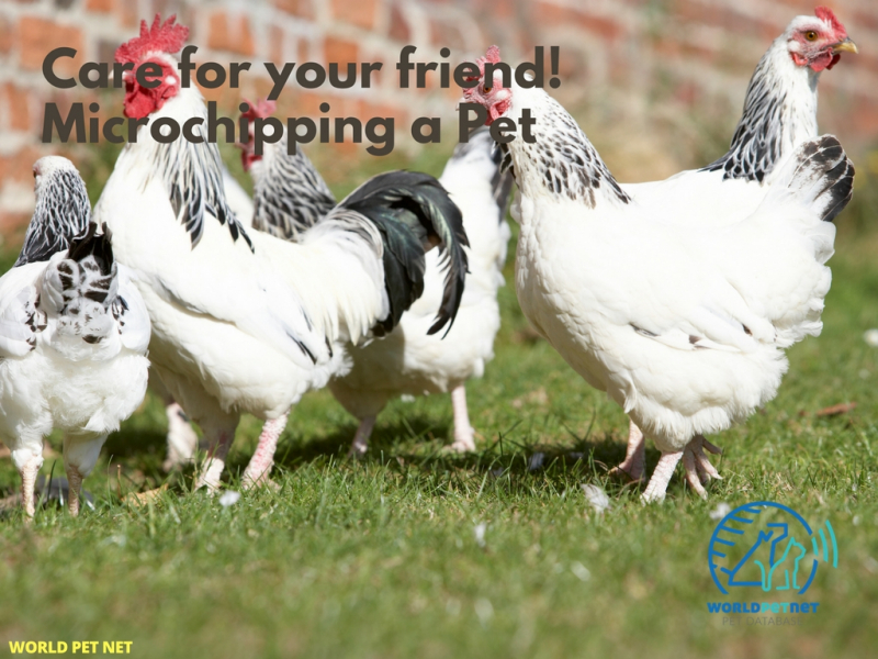 Simple and effective method of registering all animals - care for your friend